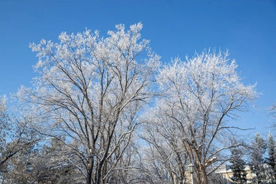 Новогодние праздники в Новосибирске порадуют теплом до -1°C