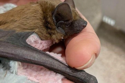 В Саратове летучей мыши ампутировали крыло