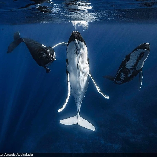 Финалист в номинации «Международные воды» | Источник: Rowan Dear / Underwater Awards Australasia 2025