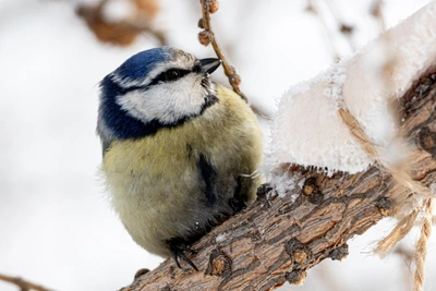 Chelyabinsk Region to warm up to -5°C after bitter cold