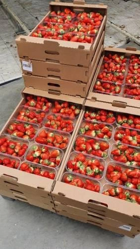 Урожай должен появиться на прилавках магазинов к весенним праздникам | Источник: Пресс-служба Предгорного округа