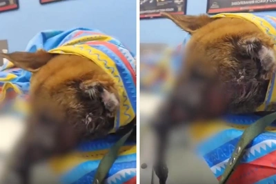 Volunteers in Novosibirsk euthanize dog with severe jaw injury