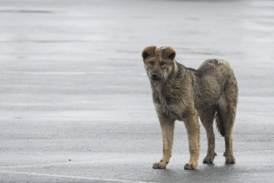 Мэрия Рязани оправдала возврат бездомных собак на прежние места