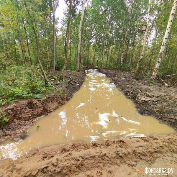 Источник: Ольга Ясененко