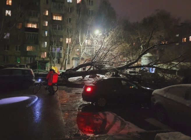 На Московском шоссе дерево рухнуло на линию электропередачи | ya62.ru