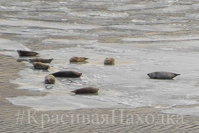 Стая тюленей вернулась в Находку