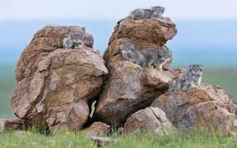 Банда манулов и лисьи обнимашки: забавные фото с животными финалистов конкурса Siena International Photo Awards 2025