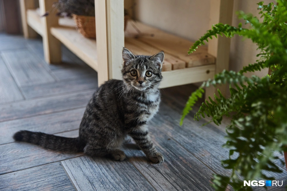 Следит за порядком внештатный пушистый сотрудник  | Источник: Александр Ощепков / NGS.RU 