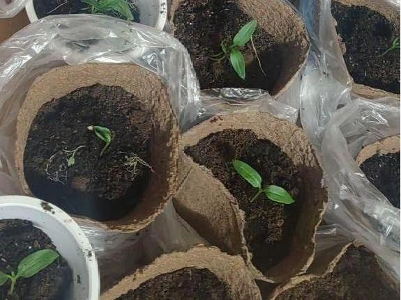 Глядя на эти снимки, трудно поверить, что осенью из этой рассады вырастут овощи и фрукты. | Источник: читатель 72.RU