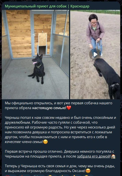 Так выглядел пост | Источник: Муниципальный приют для собак | Краснодар