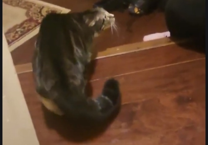 Смешная реакция кошки на хозяйку в костюме летучей мыши (видео)