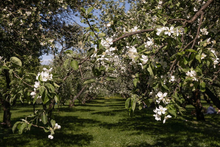 7 интересных фактов о знаменитых яблоневых садах в Коломенском