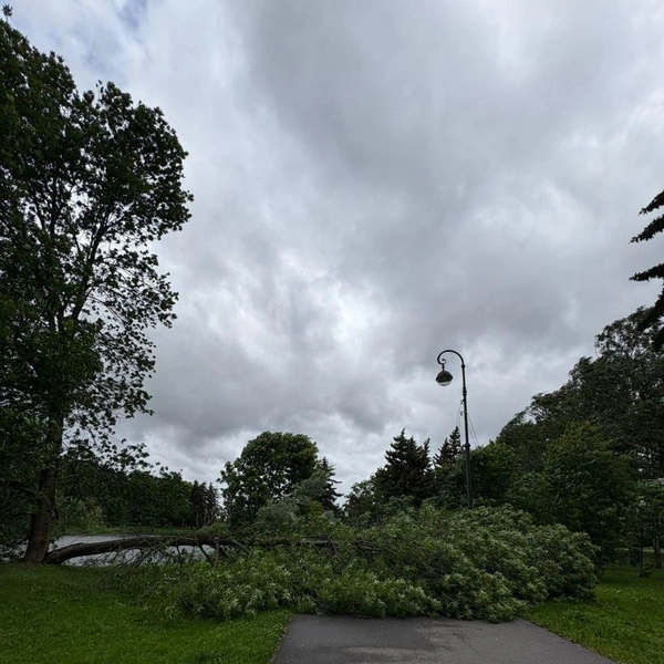 Источник: Комитет по благоустройству СПб