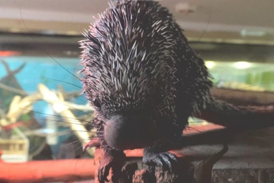 Дикобраз в Новосибирском зоопарке вышел из укрытия