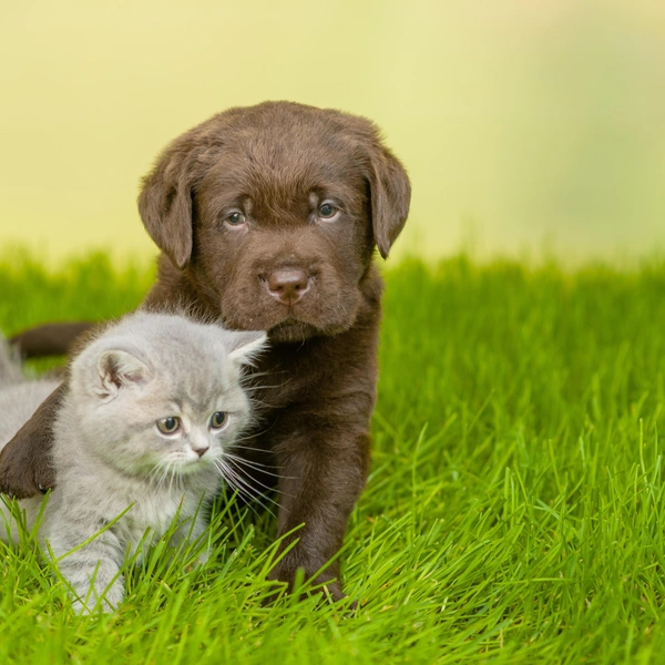 Источник: Shutterstock/Fotodom.ru