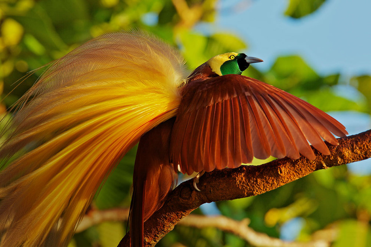 Райские птицы: вороны в павлиньих перьях