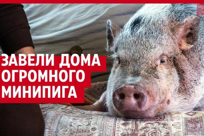 Video: Ufa family lives with 45-kg mini pig