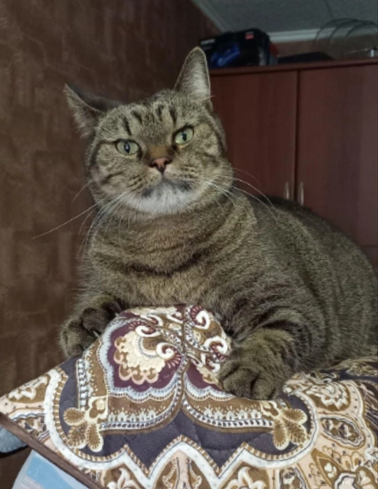 Подушку хотите у меня забрать с утра пораньше? Не выйдет! | Источник: читатель 63.RU