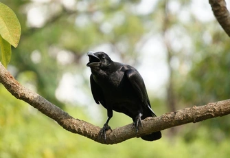 Пуганая ворона куста боится: как на нас влияет память о пережитой травме и можно ли себе помочь