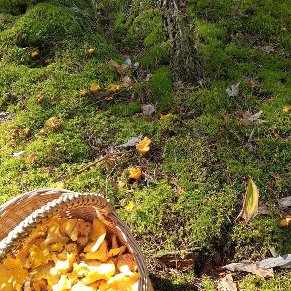 Источник: Наташа Башарова