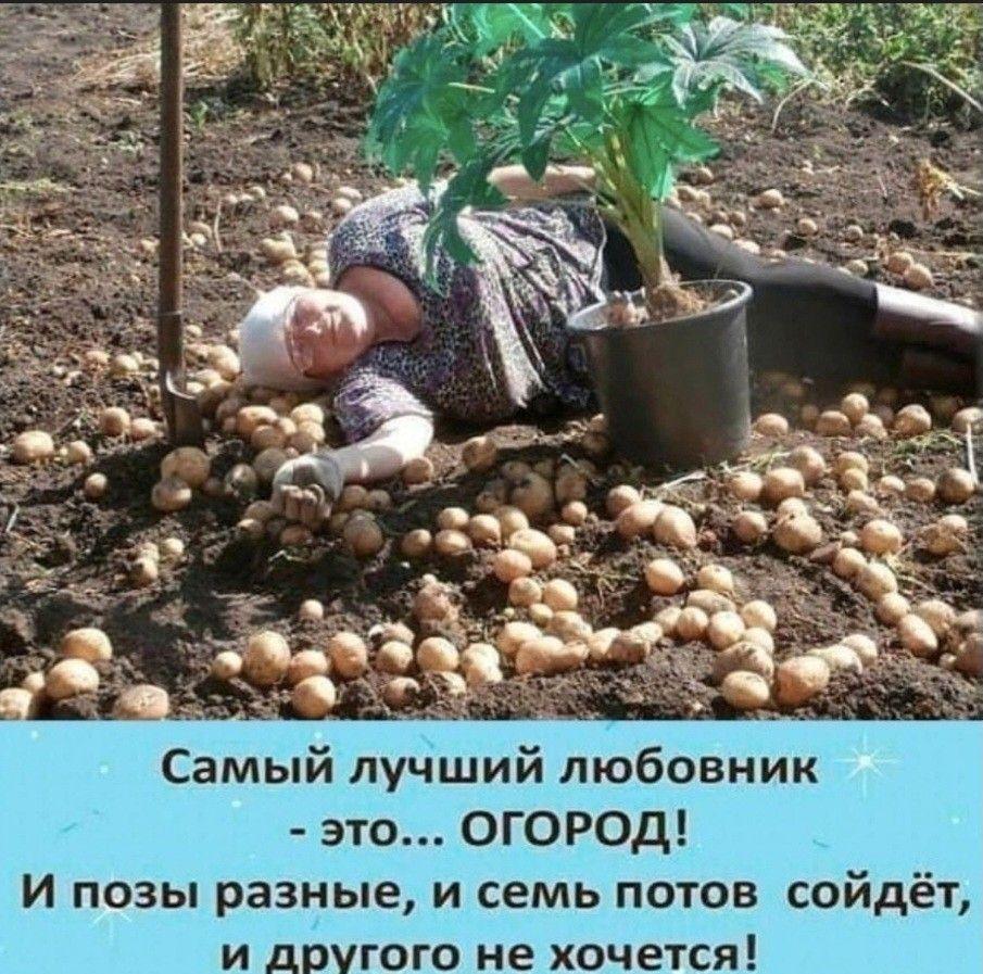 Время собирать урожай :-)) Здравствуйте, уважаемые, Приятного, времени, суток