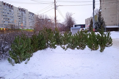 24 елочных базара откроются в Ульяновске