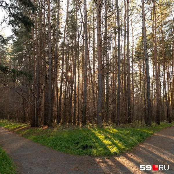 Чем дальше в лес, тем он гуще | Источник: Василина Любимова / 59.RU