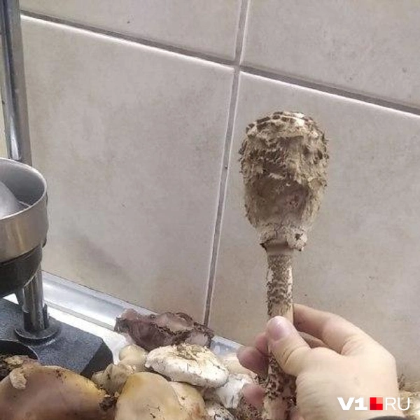 Источник: читатели V1.RU