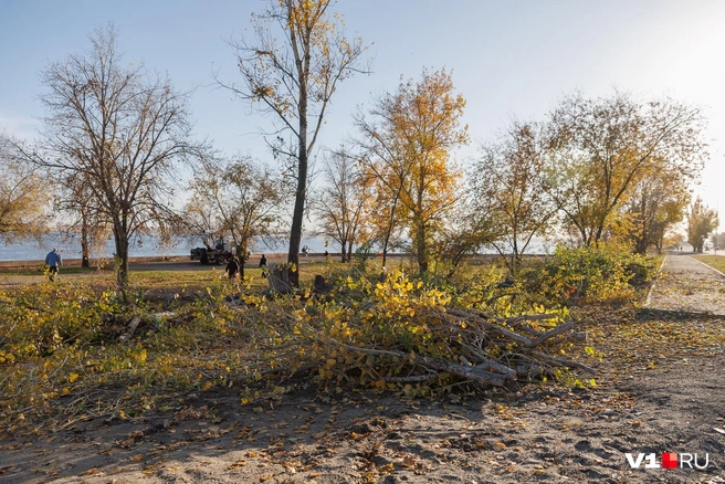 Еще 7 ноября на этой территории были такие деревья | Источник: Алексей Волхонский / V1.RU