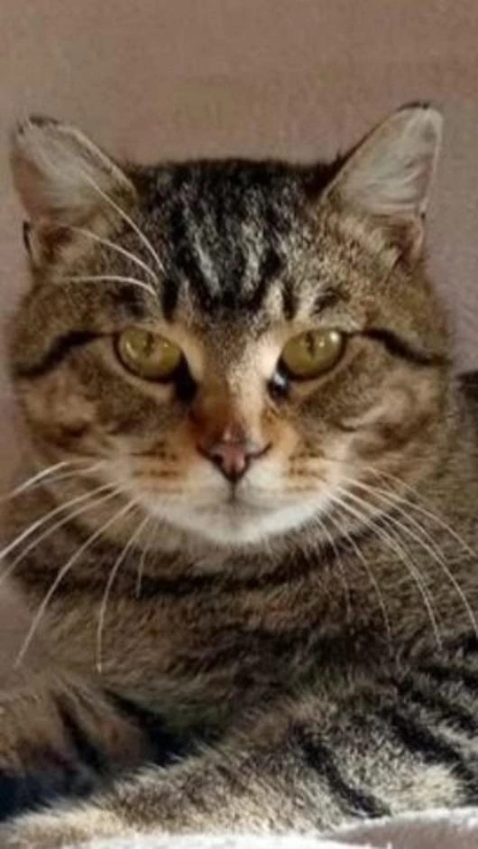 Кот Блюз будет ждать хозяев на раздаче животных | Источник: Предоставила Светлана