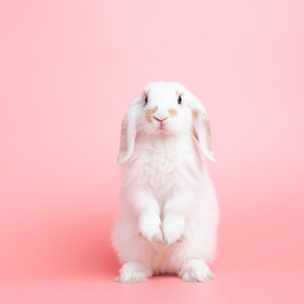 Подсказка от символа года: выберите кролика и узнайте, какие действия помогут вам стать счастливой в 2023-м