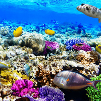 Аватарка Veronika