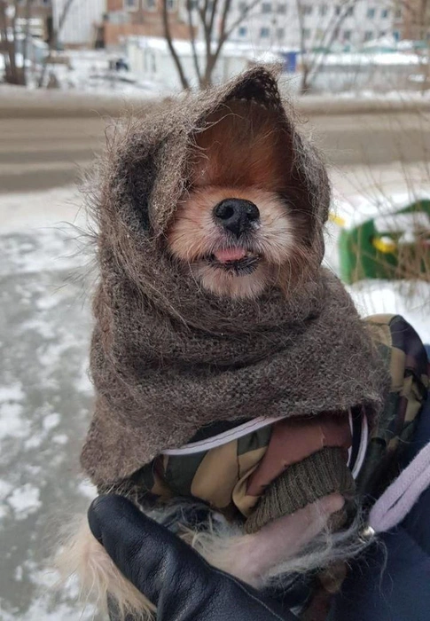 А этот пушистик решил не засиживаться дома, а отправиться на прогулку в теплой косынке | Источник: читательница НГС Любовь