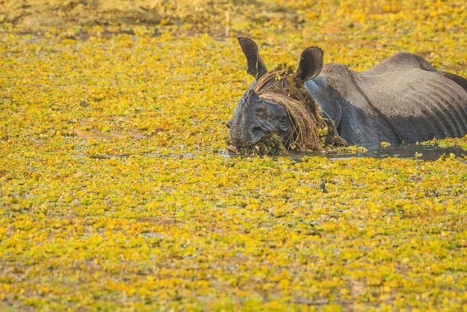 Источник: Yann Chauvette / Nikon Comedy Wildlife Awards 2025