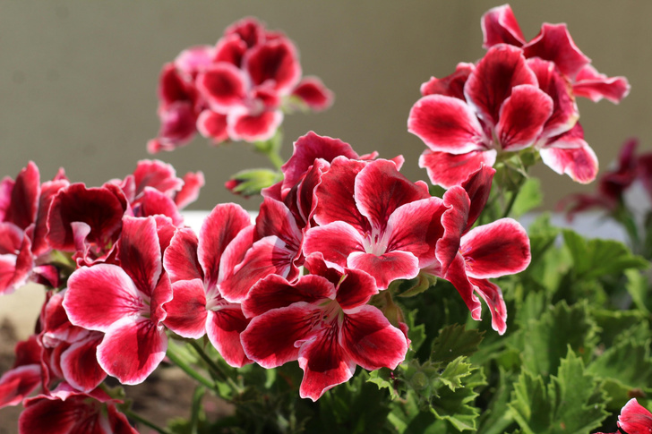 Какие цветы нужно иметь дома: 12 лучших растений для вашего интерьера