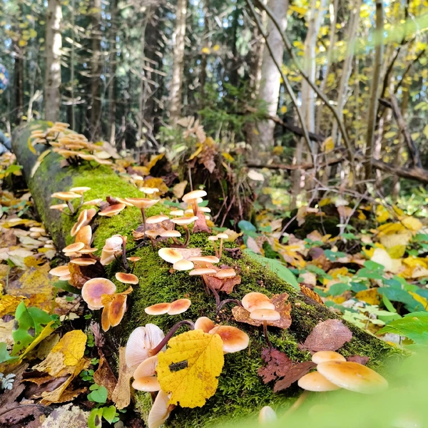 На смену летним опятам пришли осенние и зимние | Источник: Анна Александровна / Грибы в Подмосковье 2025 / VK.com