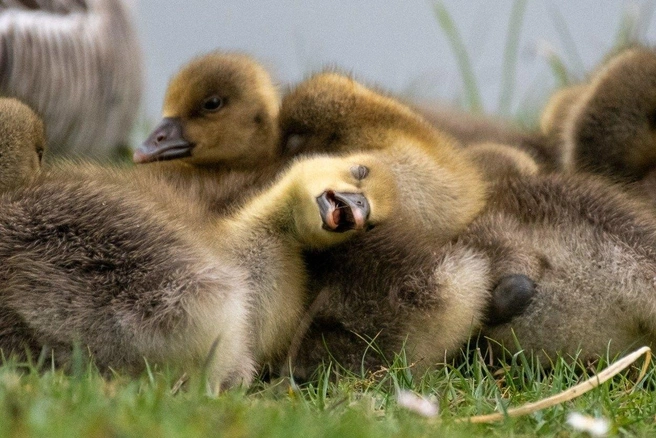 Умаялся так, что и взрослому гусю не снилось | Источник: Celine Nic Oireachtaigh / Nikon Comedy Wildlife Photography Awards 2026