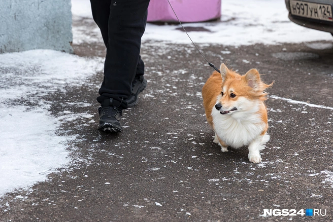 А этот жилец, кажется, абсолютно счастлив | Источник: Мария Ленц / NGS24.RU