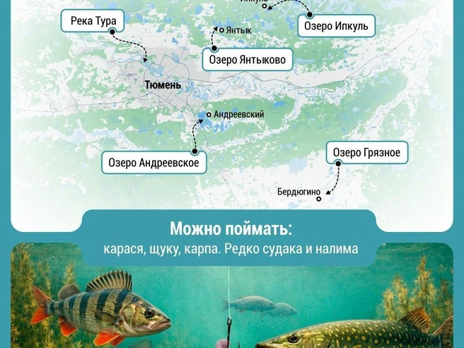 Источник: Дмитрий Гладышев / 72.RU