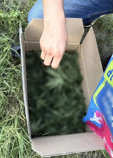 Житель Троицка задержан за сбор дикорастущей конопли | Источник: 74.xn--b1aew.xn--p1ai