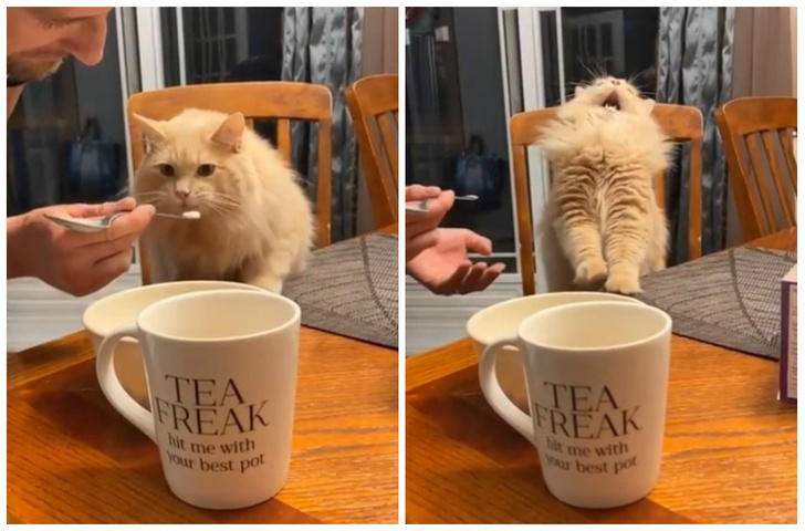Интернет покорила неожиданная реакция кота, который попробовал мороженое (видео)