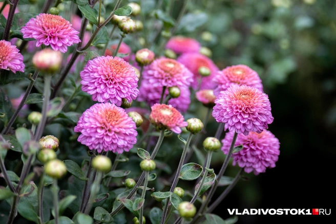 Источник: Елена Буйвол / VLADIVOSTOK1.RU