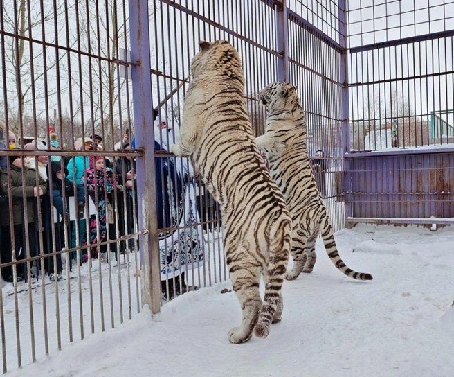 Источник: барнаульский зоопарк