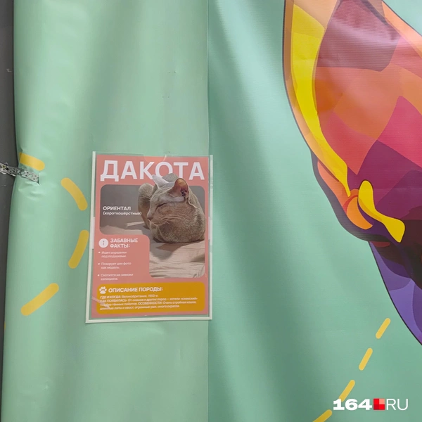 Источник: Сергей Гендин / 164.RU