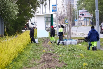 Деревья и цветущие кустарники украсят проспект Мира в Южно-Сахалинске