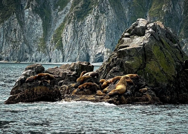 А вот и те самые львы. Морские | Источник: Далиус Буёкас