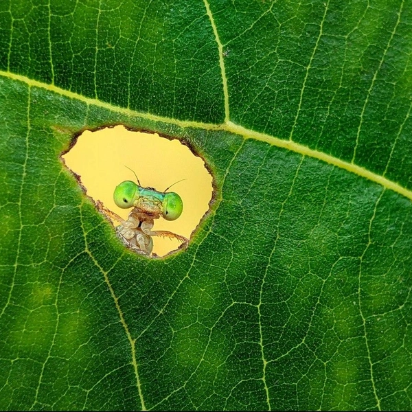 Победитель в номинации «Молодой фотограф» | Источник: Salahuddin Ahmed / Nature inFocus Awards 2024