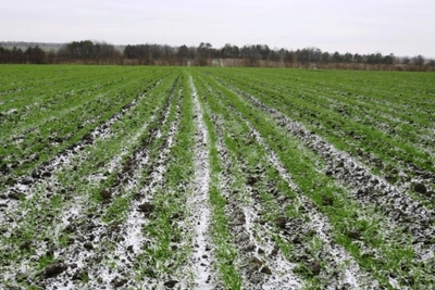 Spring Frost Risk in Rostov Region Multiplies, Hurting Wheat
