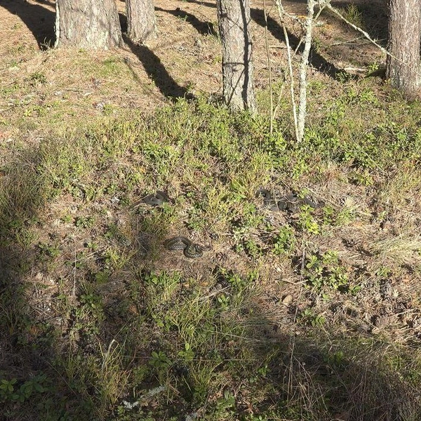 Источник: Павел Глазков / «Каждой твари по паре» 