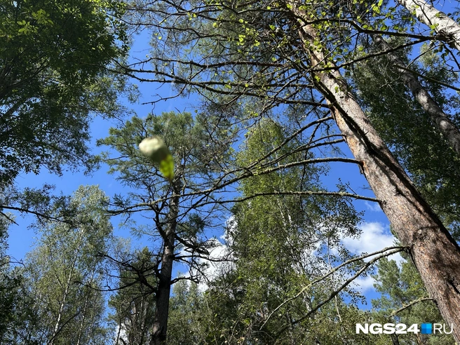 Лес поглотил кладбище | Источник: Алексей Тайганавт / NGS24.RU